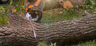 Best Commercial Tree Services  in Oceano, CA