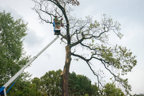 Best Commercial Tree Services  in Oceano, CA