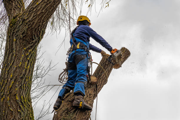 Professional Tree Removal in Oceano, CA