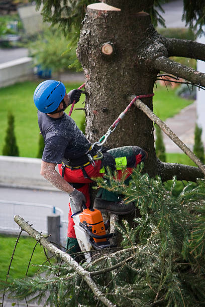 Best Firewood Processing and Delivery  in Oceano, CA