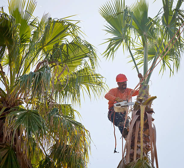 How Our Tree Care Process Works  in  Oceano, CA