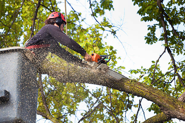 Best Tree Maintenance Programs  in Oceano, CA